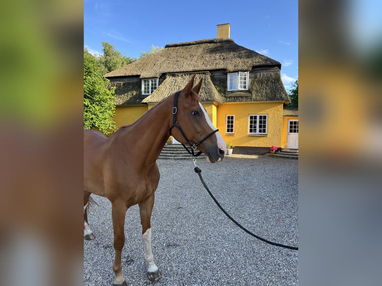 Dänisches Warmblut Wallach 8 Jahre 181 cm Dunkelfuchs in Nr. Åby