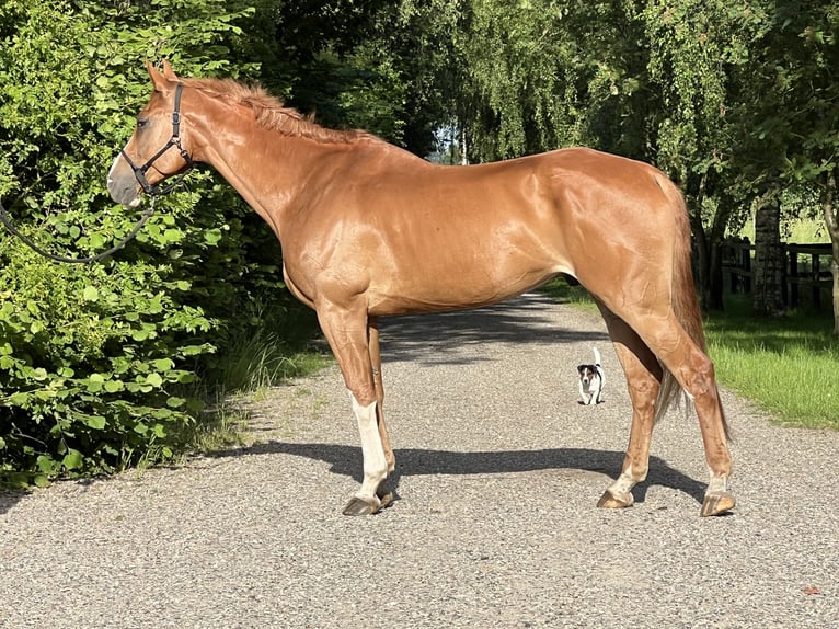 Dänisches Warmblut Wallach 8 Jahre 181 cm Dunkelfuchs in Nr. Åby