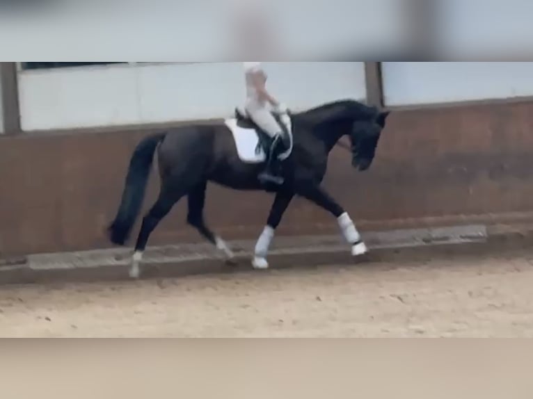 Dänisches Warmblut Wallach 9 Jahre 167 cm Rappe in Norderstedt