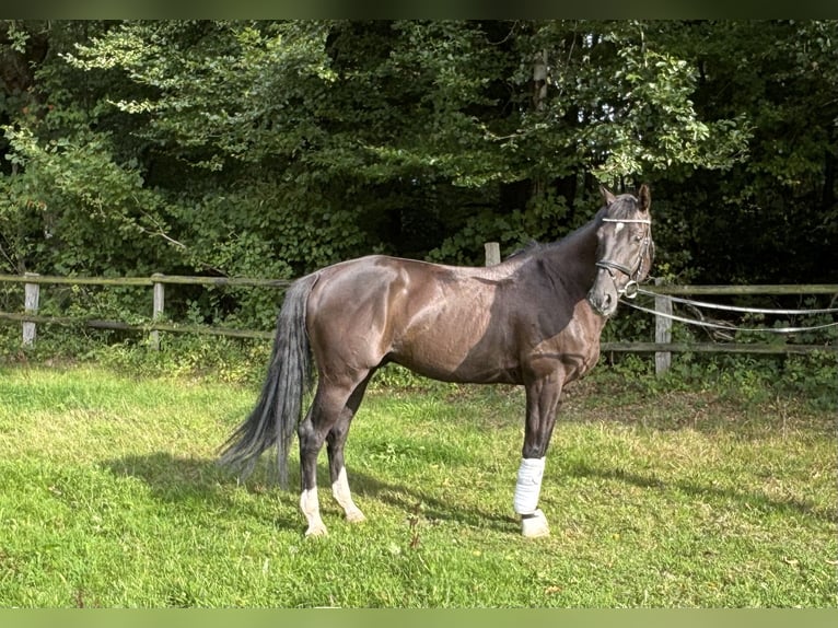 Dänisches Warmblut Wallach 9 Jahre 167 cm Rappe in Norderstedt