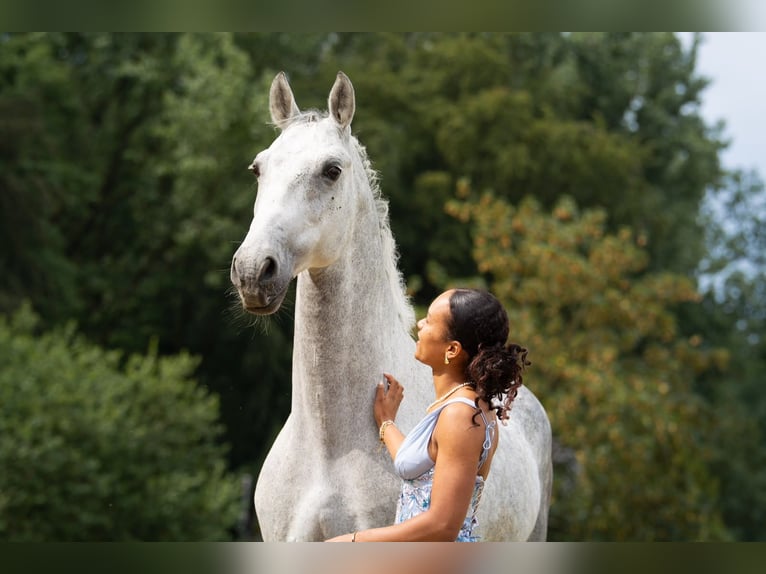 Dänisches Warmblut Wallach 9 Jahre 170 cm Apfelschimmel in Bielefeld