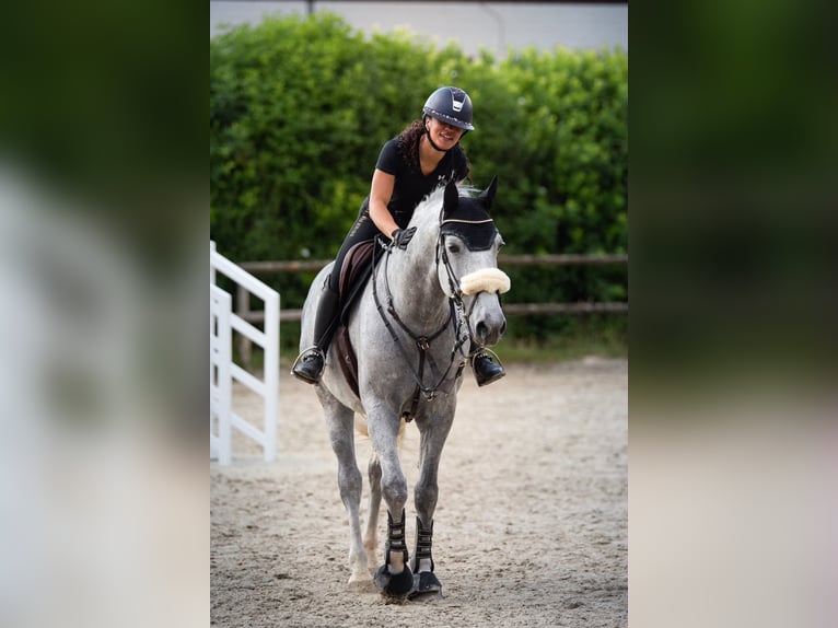 Dänisches Warmblut Wallach 9 Jahre 170 cm Apfelschimmel in Bielefeld