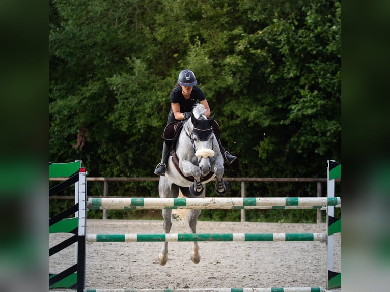 Dänisches Warmblut Wallach 9 Jahre 170 cm Apfelschimmel in Bielefeld