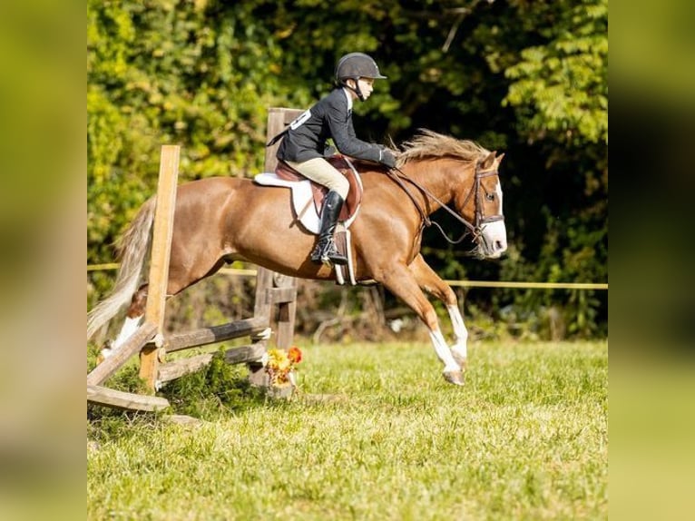 Dales Pony Castrone 11 Anni 124 cm Sauro scuro in Goshen, OHIO