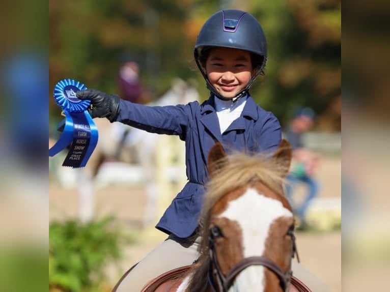 Dales Pony Castrone 11 Anni 124 cm Sauro scuro in Goshen, OHIO