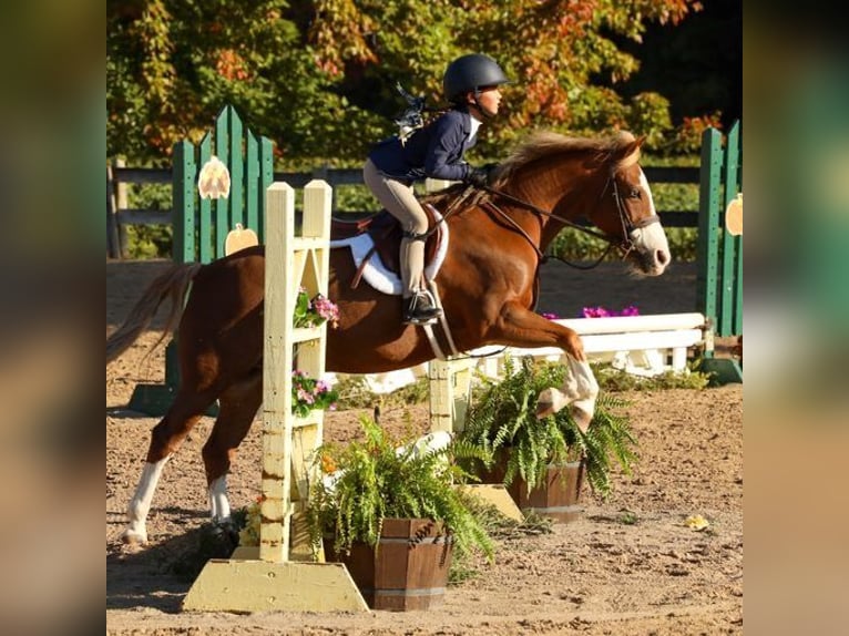 Dales Pony Castrone 11 Anni 124 cm Sauro scuro in Goshen, OHIO