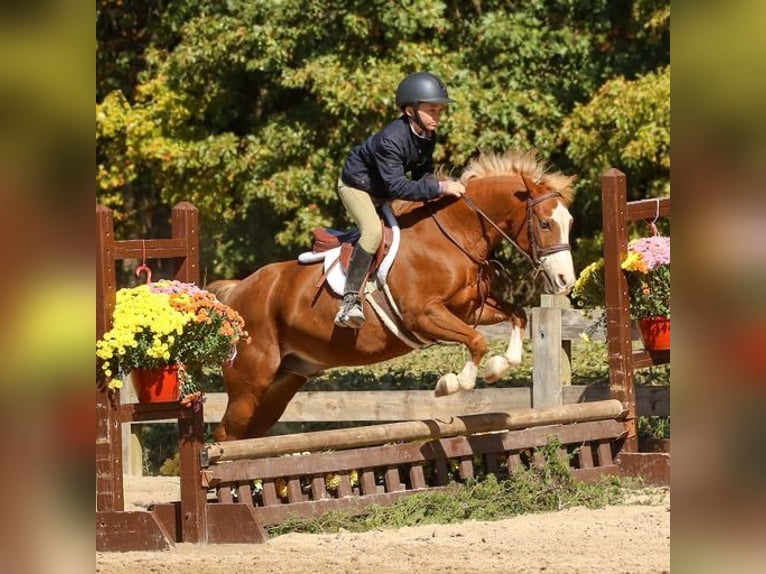 Dales Pony Gelding 11 years 12,1 hh Chestnut in Goshen, OHIO