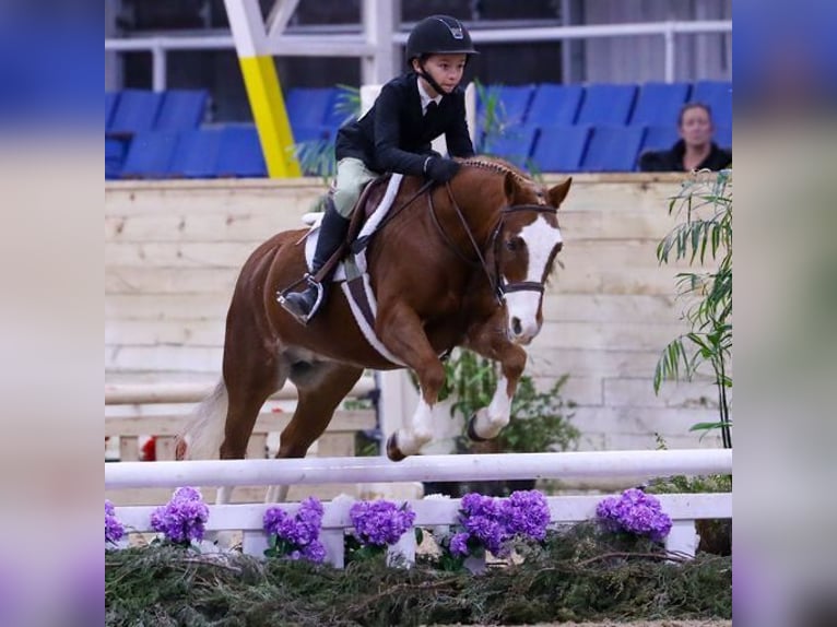 Dales Pony Gelding 11 years 12,1 hh Chestnut in Goshen, OHIO