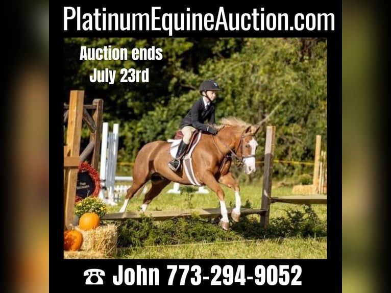 Dales Pony Gelding 11 years 12,1 hh Chestnut in Goshen, OHIO