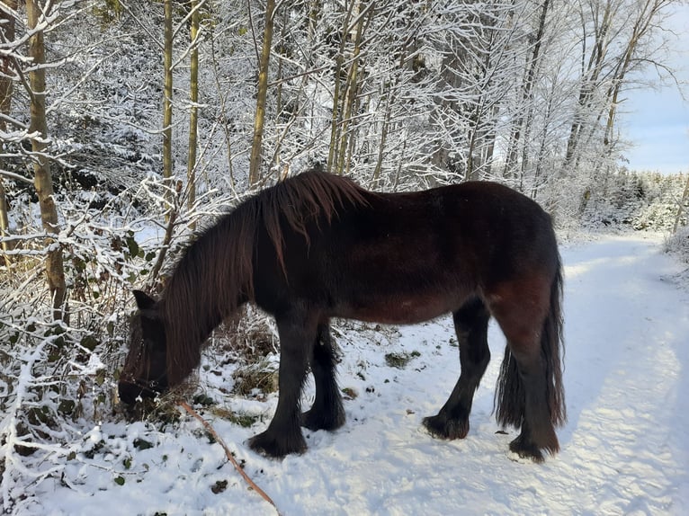 Dales Pony Giumenta 14 Anni 138 cm Morello in Memmingen