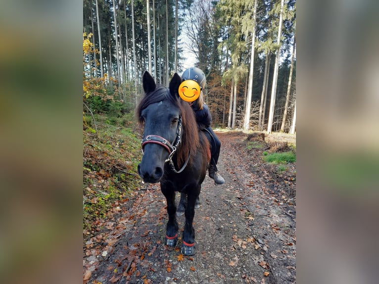 Dales Pony Giumenta 14 Anni 138 cm Morello in Memmingen