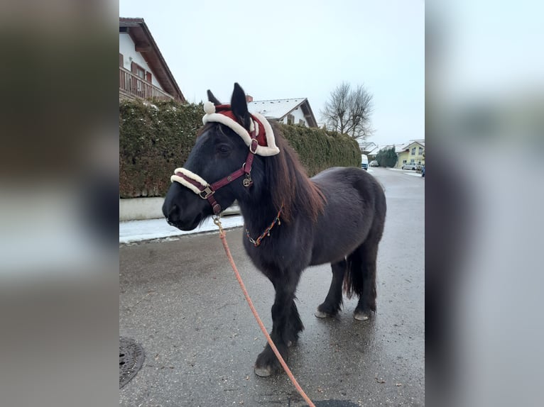 Dales Pony Giumenta 14 Anni 138 cm Morello in Memmingen