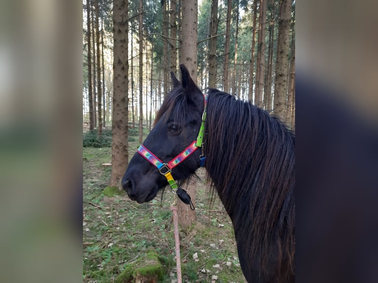 Dales Pony Giumenta 14 Anni 138 cm Morello in Memmingen
