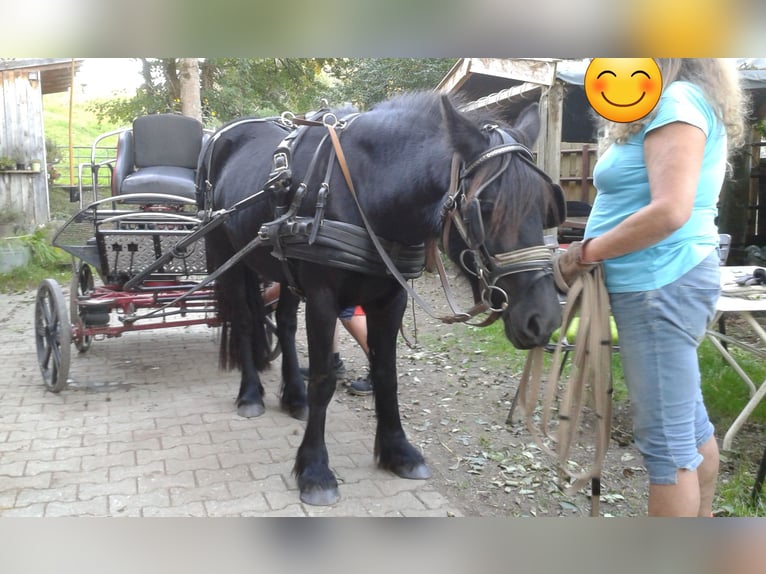 Dales Pony Giumenta 14 Anni 138 cm Morello in Memmingen