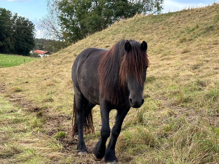 Dales Pony Giumenta 3 Anni 140 cm Baio nero in Engelsberg