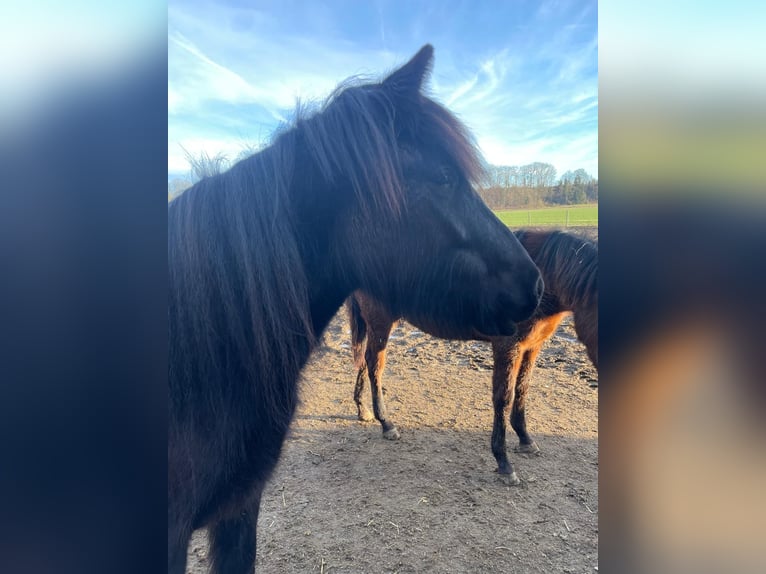 Dales Pony Giumenta 3 Anni 145 cm Baio nero in Engelsberg