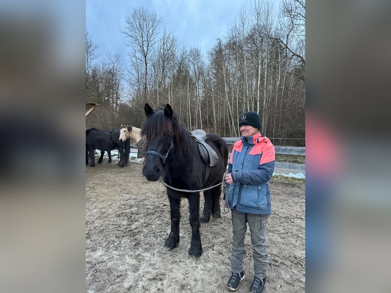 Dales Pony Giumenta 3 Anni 145 cm Baio nero in Engelsberg