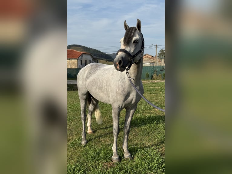 Dales Pony Hengst 5 Jahre 134 cm Apfelschimmel in Liencres