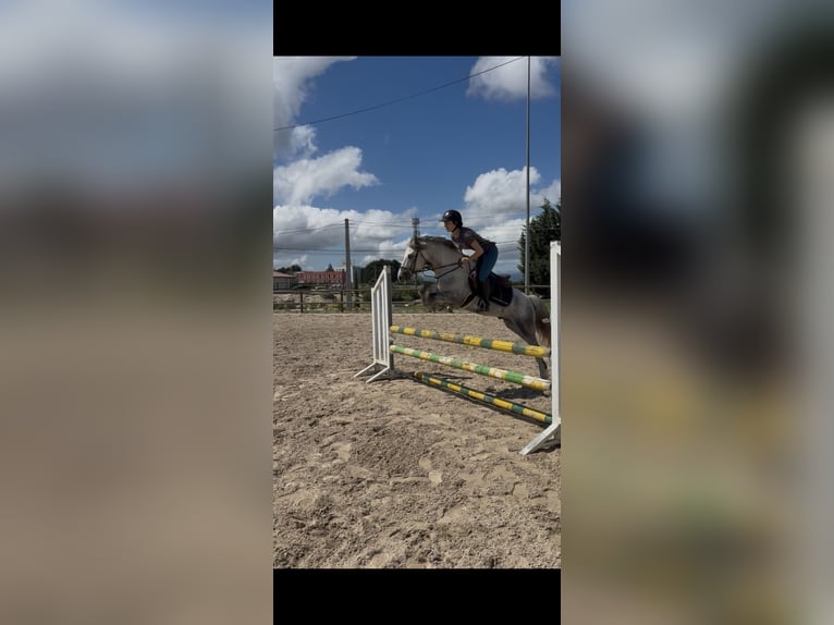 Dales Pony Hengst 5 Jahre 134 cm Apfelschimmel in Liencres