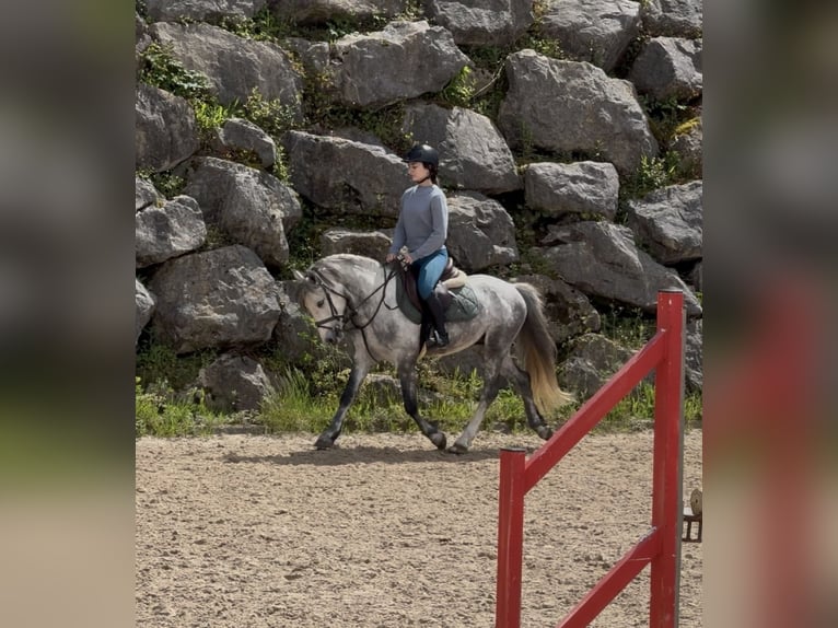 Dales Pony Hengst 5 Jahre 134 cm Apfelschimmel in Liencres