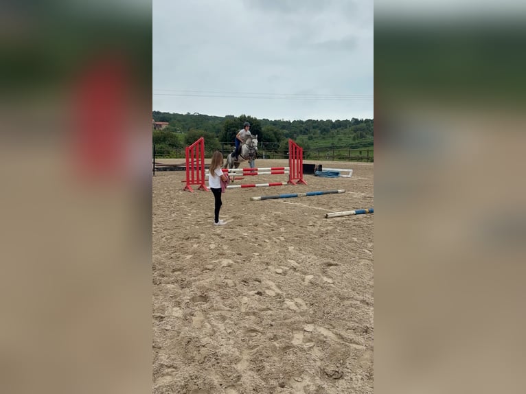 Dales Pony Hengst 5 Jahre 134 cm Apfelschimmel in Liencres