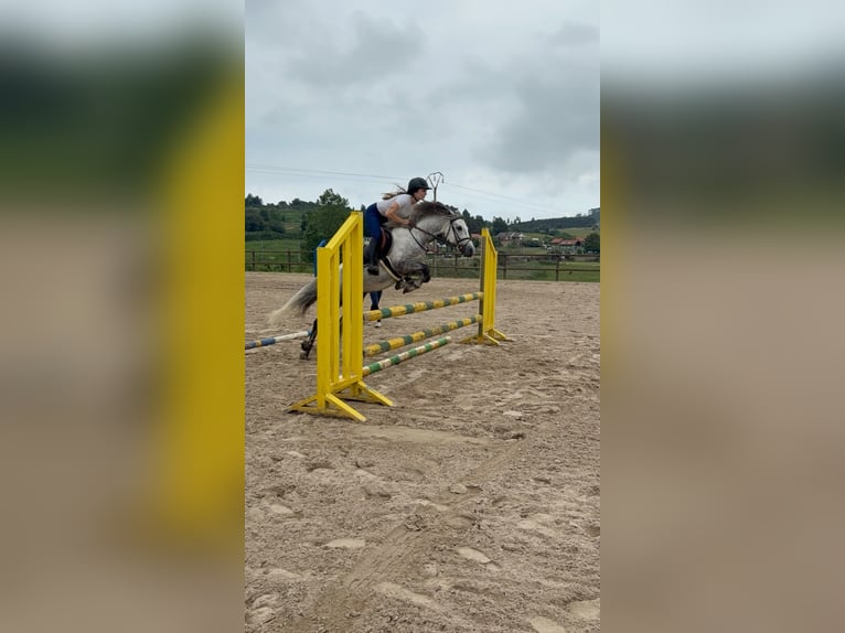 Dales Pony Hengst 5 Jahre 134 cm Apfelschimmel in Liencres