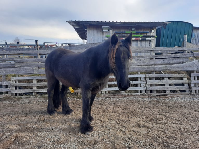 Dales Pony Mare 14 years 13,2 hh Black in Memmingen