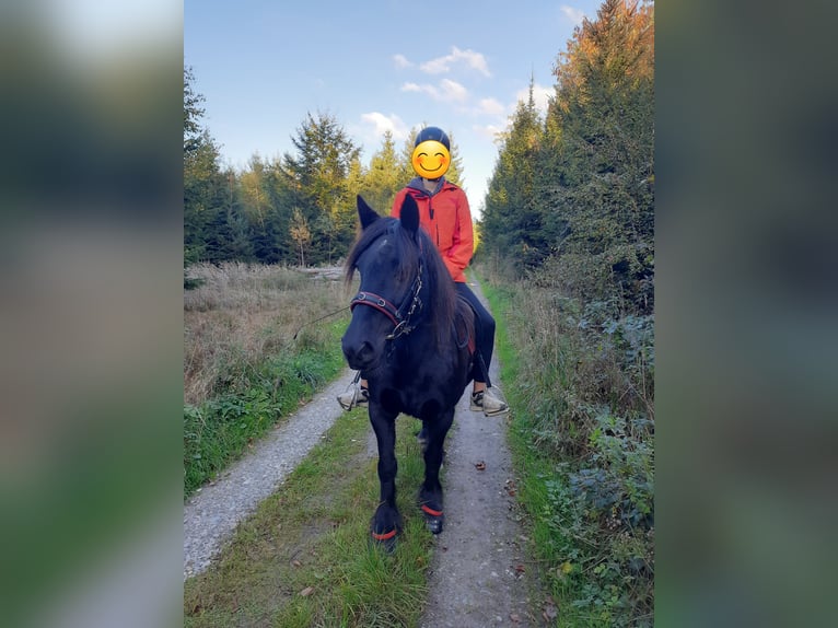 Dales Pony Mare 14 years 13,2 hh Black in Memmingen