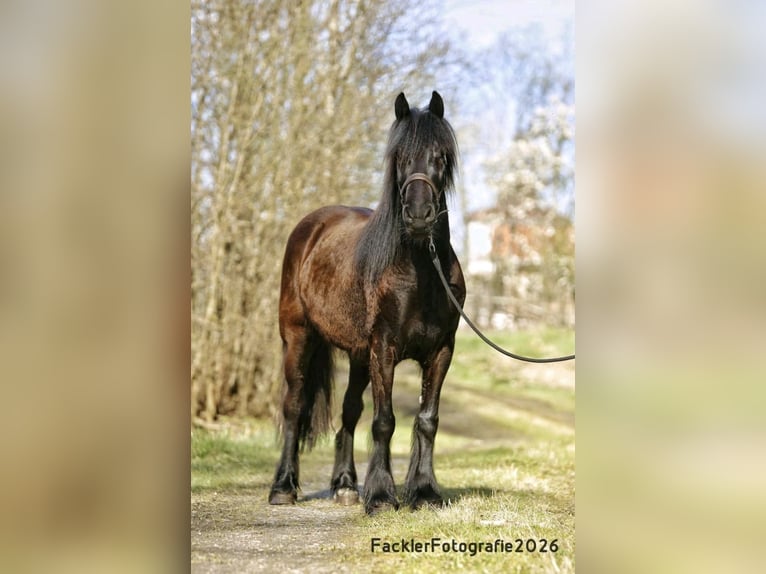 Dales Pony Mare 4 years 14 hh Black in Engelsberg