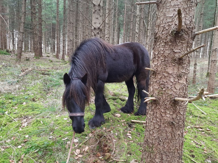 Dales Pony Merrie 14 Jaar 138 cm Zwart in Memmingen