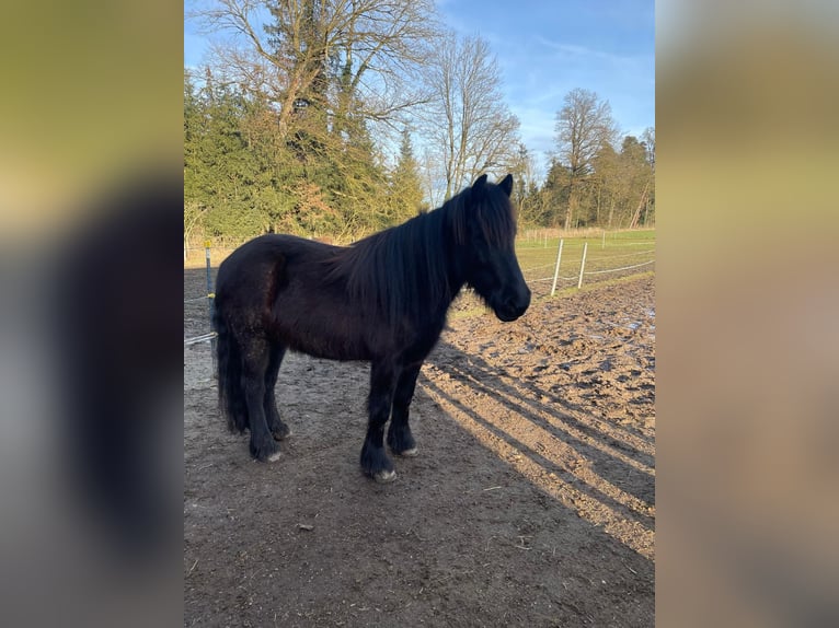 Dales Pony Merrie 3 Jaar 145 cm Zwartbruin in Engelsberg