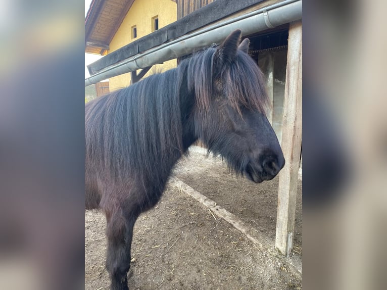 Dales Pony Merrie 3 Jaar 145 cm Zwartbruin in Engelsberg