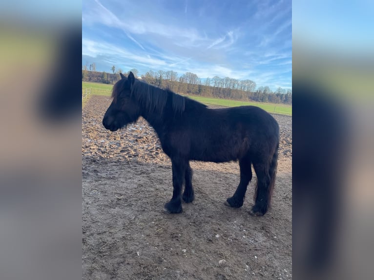 Dales Pony Merrie 3 Jaar 145 cm Zwartbruin in Engelsberg