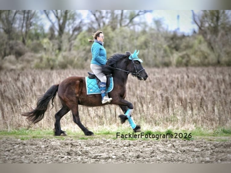 Dales Pony Merrie 4 Jaar 144 cm Zwart in Engelsberg