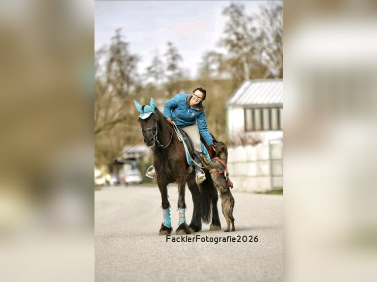 Dales Pony Merrie 4 Jaar 144 cm Zwart in Engelsberg