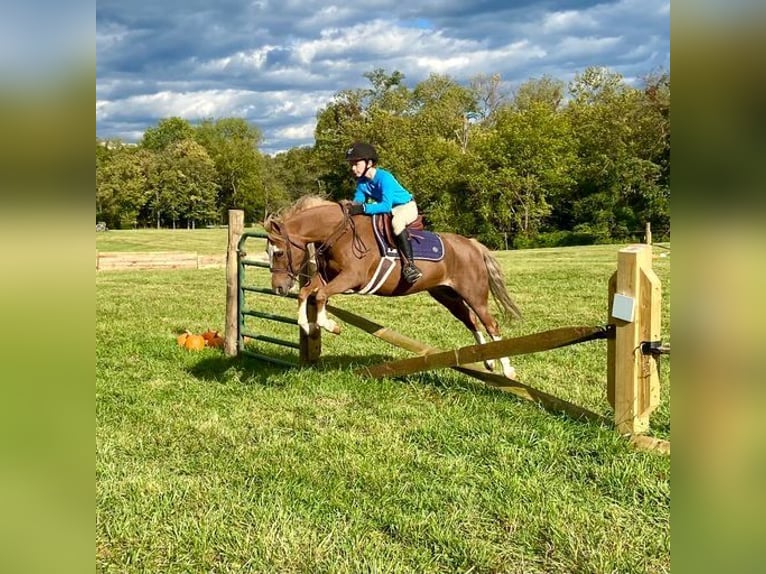 Dales Pony Ruin 11 Jaar 124 cm Donkere-vos in Goshen, OHIO