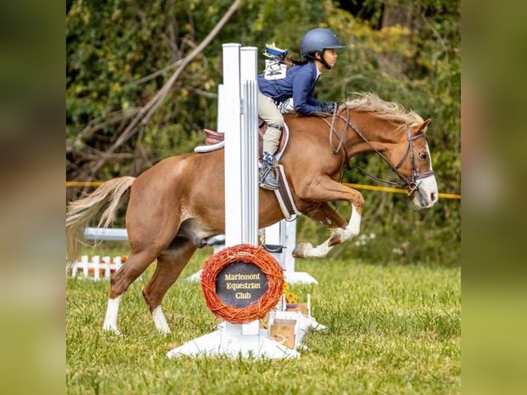 Dales Pony Ruin 11 Jaar 124 cm Donkere-vos in Goshen, OHIO