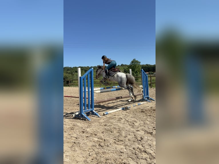 Dales Pony Stallion 5 years 13 hh Grey-Dapple in Liencres