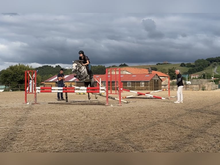 Dales Pony Stallone 5 Anni 134 cm Grigio pezzato in Liencres