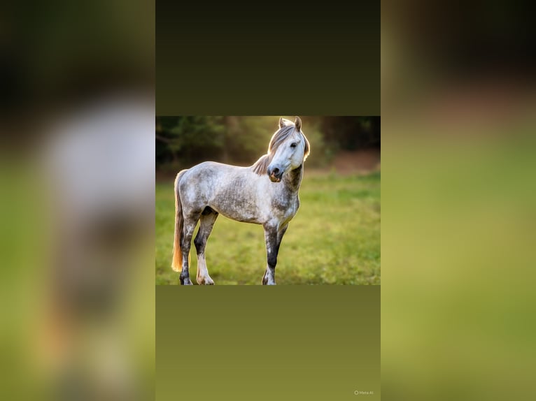 Dales Pony Stallone 5 Anni 134 cm Grigio pezzato in Liencres