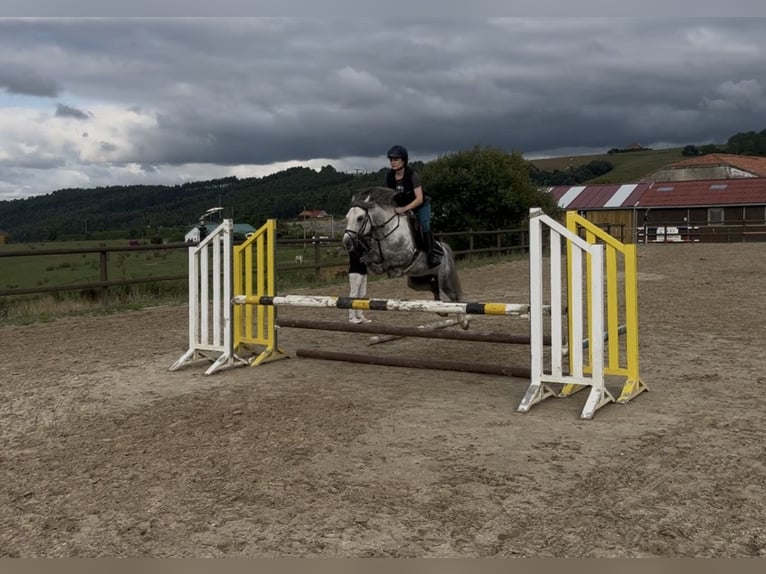 Dales Pony Stallone 5 Anni 134 cm Grigio pezzato in Liencres