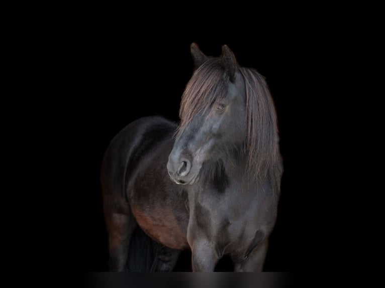Dales Pony Stute 13 Jahre 138 cm Rappe in Memmingen