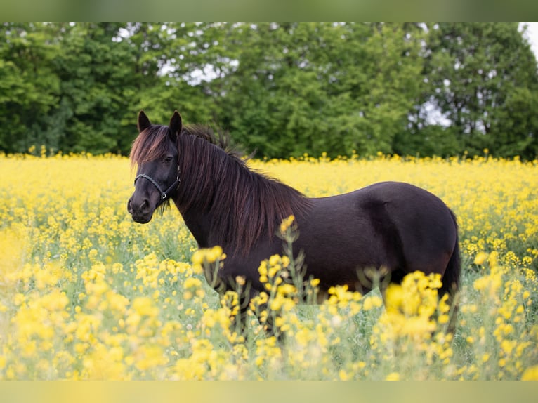 Dales Pony Stute 13 Jahre 138 cm Rappe in Memmingen