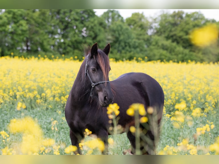 Dales Pony Stute 13 Jahre 138 cm Rappe in Memmingen