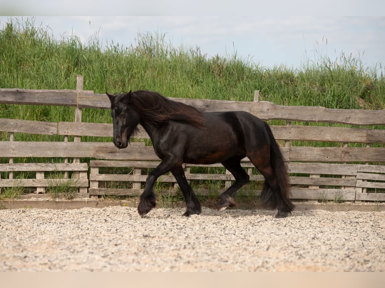 Dales Pony Stute 13 Jahre 138 cm Rappe in Memmingen