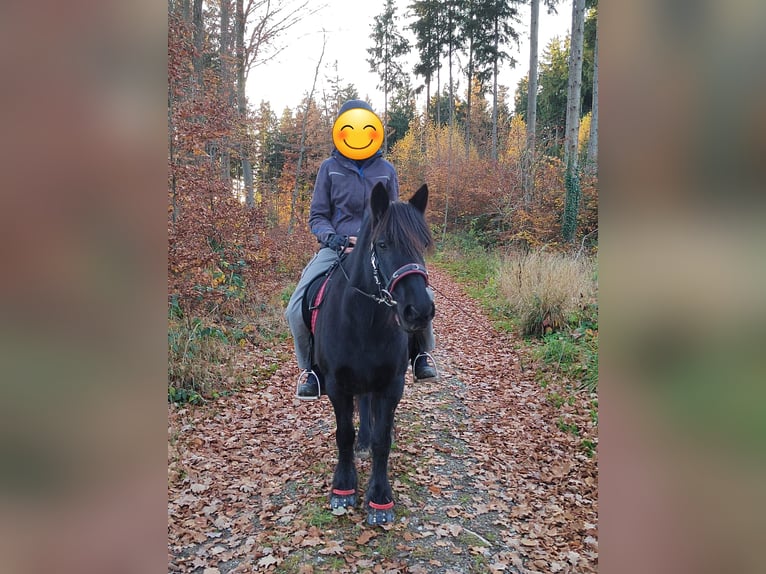 Dales Pony Stute 14 Jahre 138 cm Rappe in Memmingen