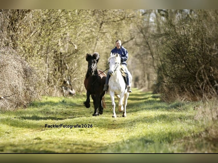 Dales Pony Stute 4 Jahre 144 cm Rappe in Engelsberg
