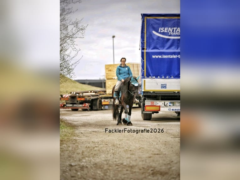 Dales Pony Stute 4 Jahre 144 cm Rappe in Engelsberg