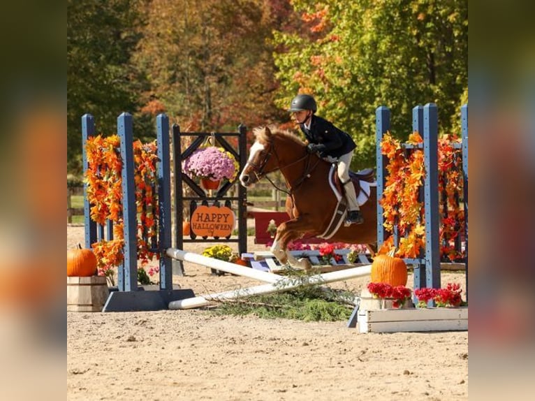 Dales Pony Wallach 11 Jahre 124 cm Dunkelfuchs in Goshen, OHIO