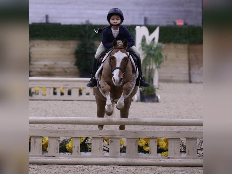 Dales Pony Wallach 11 Jahre 124 cm Dunkelfuchs in Goshen, OHIO